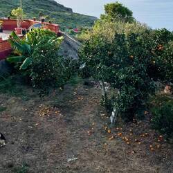 Der Schäferhund bewacht nicht nur die Orangen.