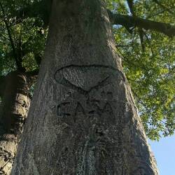 Ein riesiger Baobab mit Herz