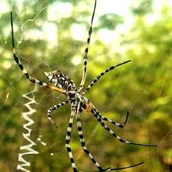 Giftige Spinne über dem Weg