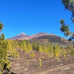 Auf 1800 Metern beginnt auf den Lavafeldern schon der Baumwuchs.
