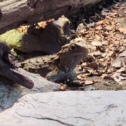 Tuatara 🦖