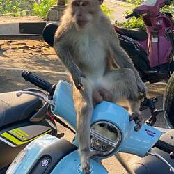 Lässig 🛵🐒😂🤣