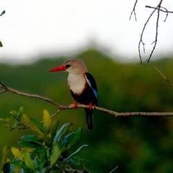 Braunköpfiger Eisvogel