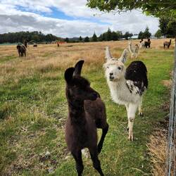 Llama farm beside my hostel
