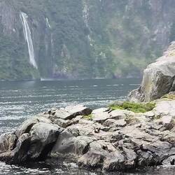 Seals at Milford Sound
