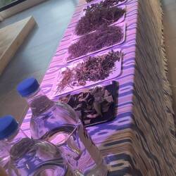 Selbst gesammelte Kräuter