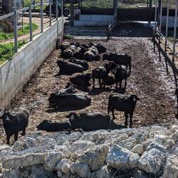 Les buffala pour la mozza !