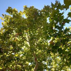 Plane trees on Frome Rd.