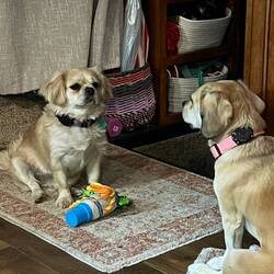 Crayon stand off