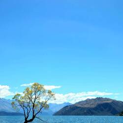 That Wānaka Tree