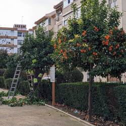 Pruning the sour orange trees