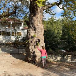 3500 Jahre alte Platane