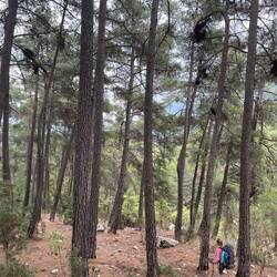 Der Wald der uns ausspuckt