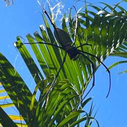Nephila pilipes