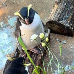 A fiordland crested penguin