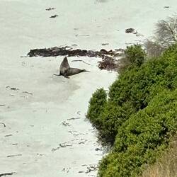 The first seal on the beach is likely why the penguins did not emerge