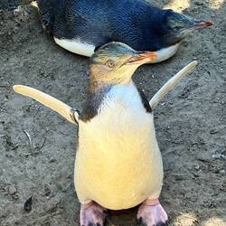 Yellow-eyed penguin chick