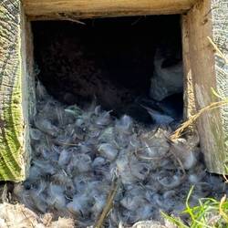 There are little penguin nests in the area and one is moulting here
