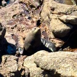 For seals are in the area