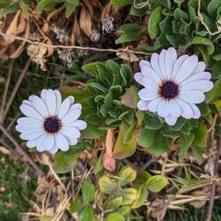 Verschiedene Strohblumen
