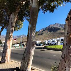 Eukalyptus-Bäume mit der silbernen Rinde.