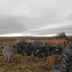 Top o the mornin to you