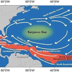 Die Grafik zum Sargassum Gürtel