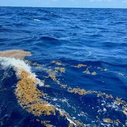 Sargassum treibt auf der Wasseroberfläche ...