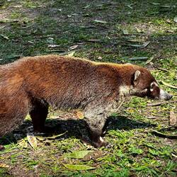 Coati