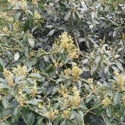 Riesige Avocadobäume, die gleichzeitig blühen und Früchte tragen 🥑