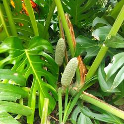 Monströse Monstera mit Fruchtständen
