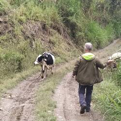 ... und vertreibt Kühe 🐄