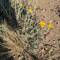 Desert Marigold