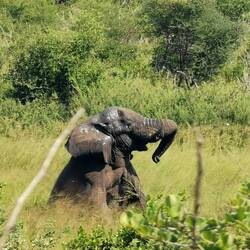 Er sitzt im Schlammloch