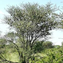 Baum mit Webervögelnestern