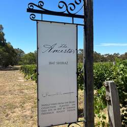 Oldest vines in the Barossa still producing grapes after 170 years.