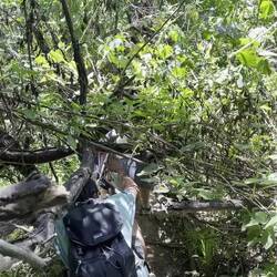 Crawling through narrow openings in the bushes on the way to the gorge in Hells Gate National Park