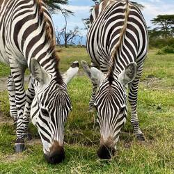 Two grazing zebras on Crescent Island