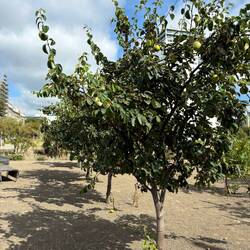 An orchard fills a vacant lot where a building once stood