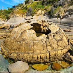 Schildkrötenpanzer oder Stein?