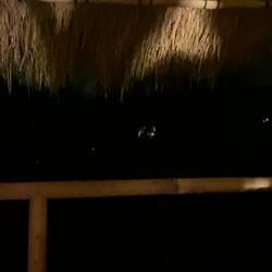 Ton einschalten für Dschungel-Sound 📢🐦🦗