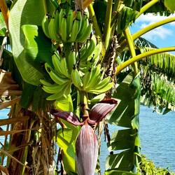 Banana tree