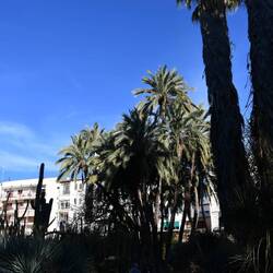 Der botanische Garten beherbergt eine der größten Palmensammlungen Europas