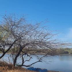 Die Lagune