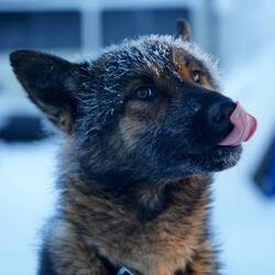 Unser Liebling: Taglu (bedeutet "Schneeschuh" in Inuvialuktun)