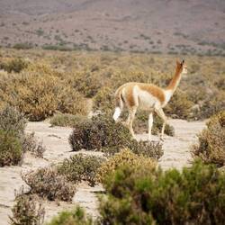 Wild vicuna