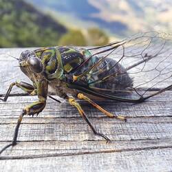 Eine Grille auf dem Weg