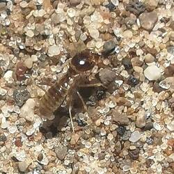 Die Termite