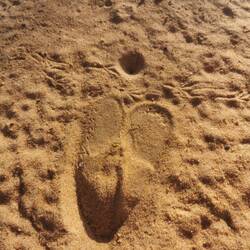 Perfekte Spur einer Pferdeantilope