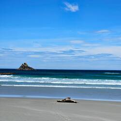 Auch der Bauch muss gebräunt werden.